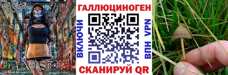 Галлюциногенные грибы Psilocybe  Рудня 